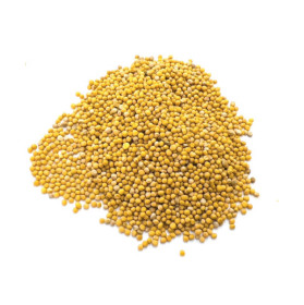 Гірчиця Біла Гірчиця Біла